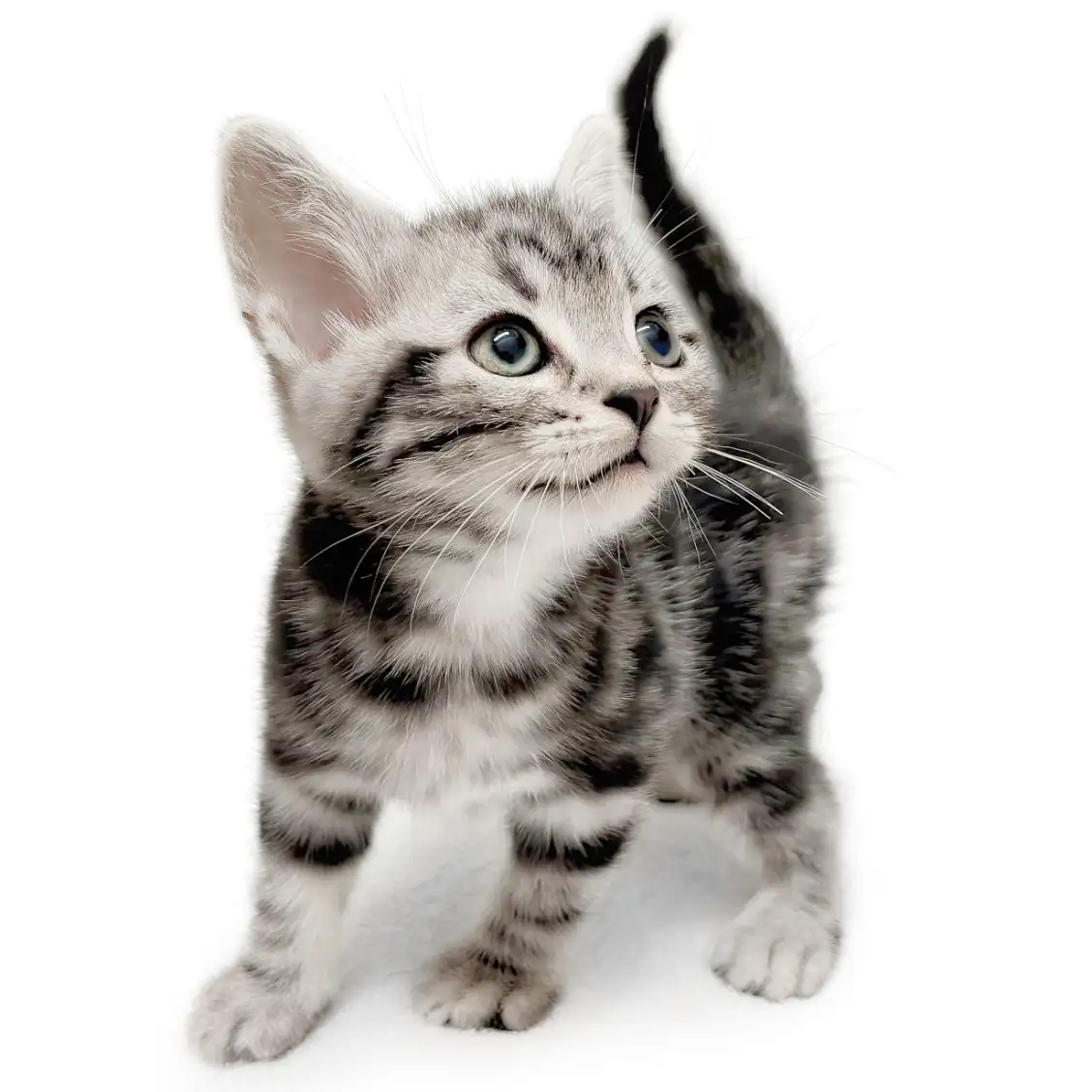 アメリカンショートヘア