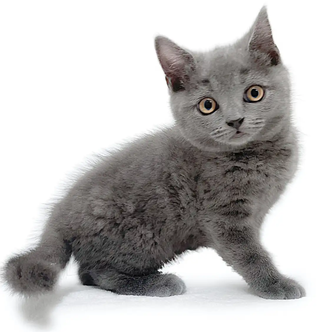 ブリティッシュショートヘア