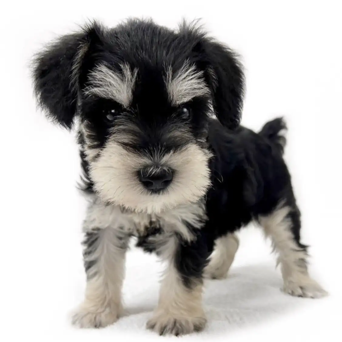 ミニチュア・シュナウザー