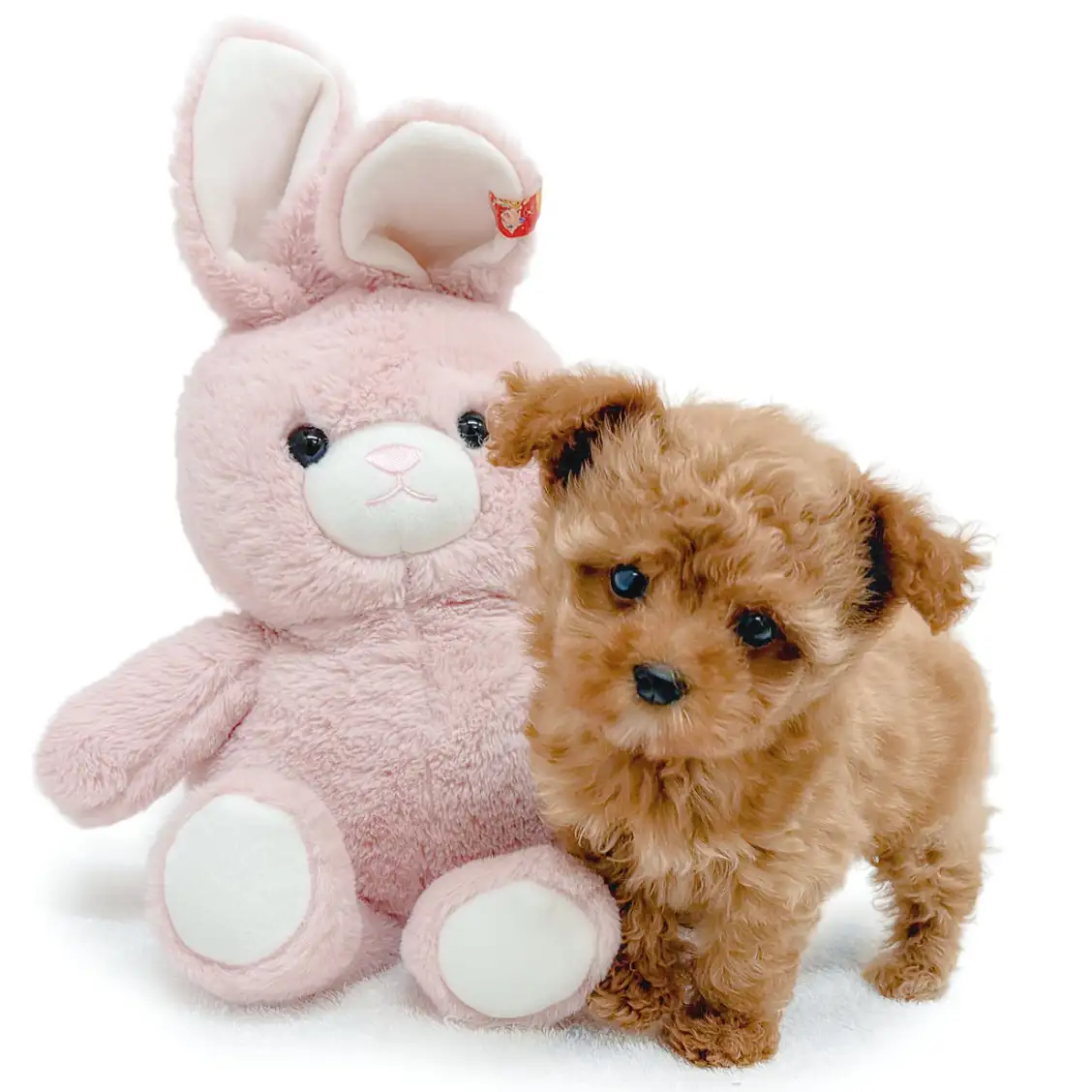 MIX(トイプードル×マルチーズ)