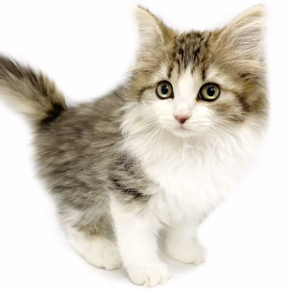 ノルウェージャンフォレストキャット