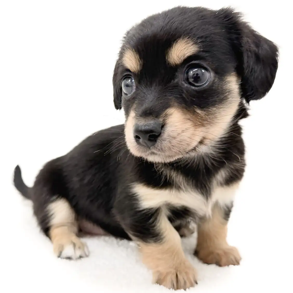 MIX(チワワ×ミニチュアダックスフント)