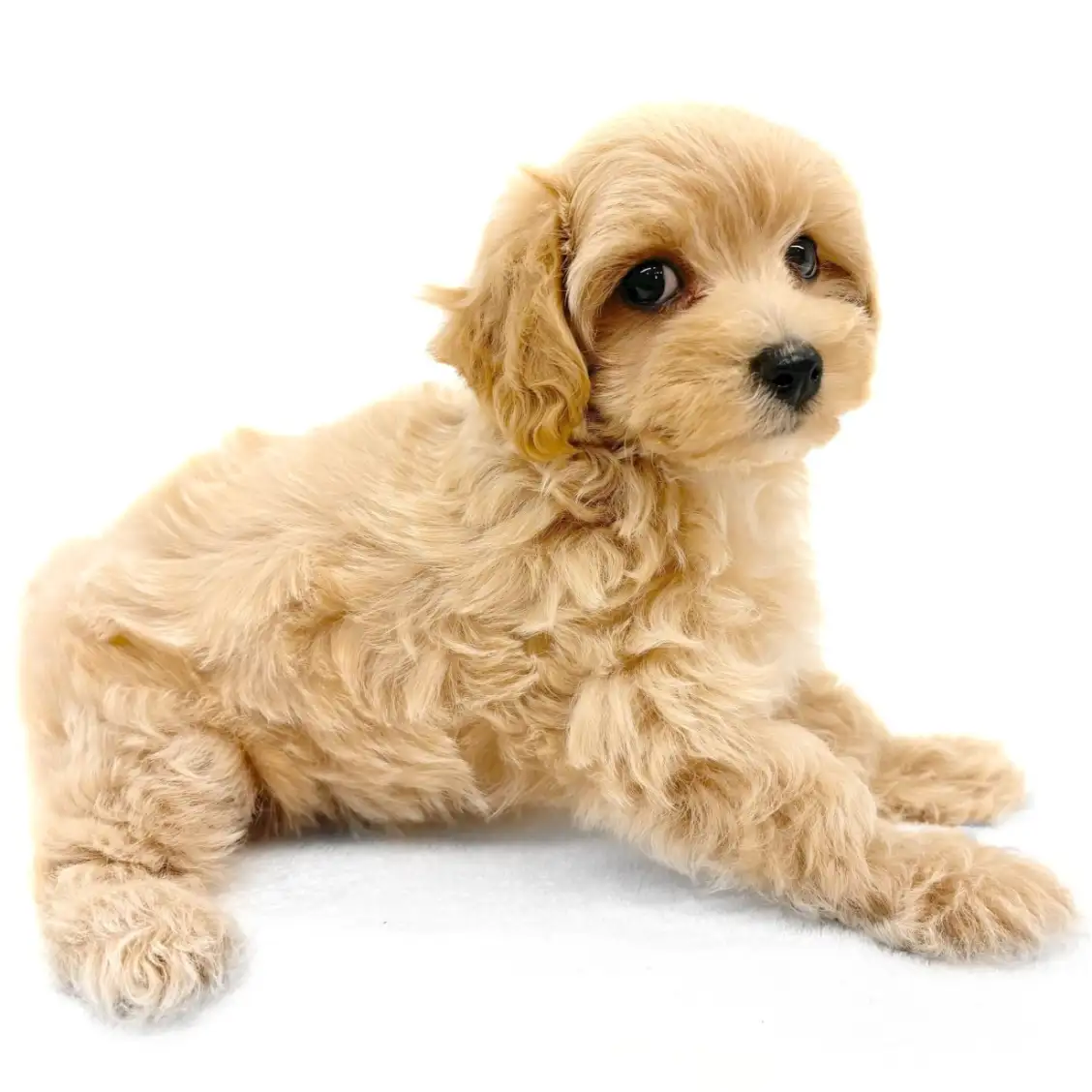 MIX（トイプードル×マルチーズ）