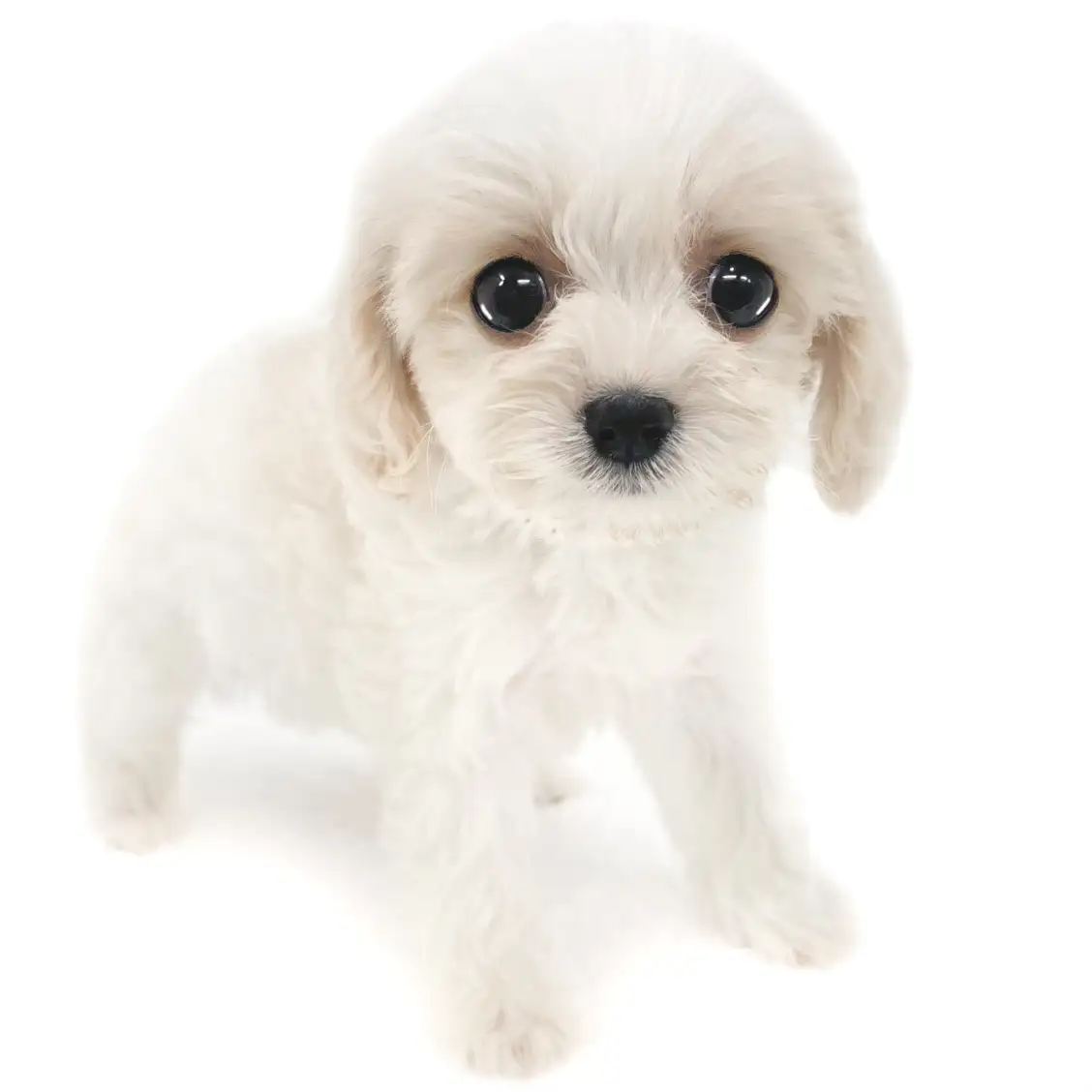 MIX（キャバリアキングチャールズスパニエル×ビションフリーゼ）