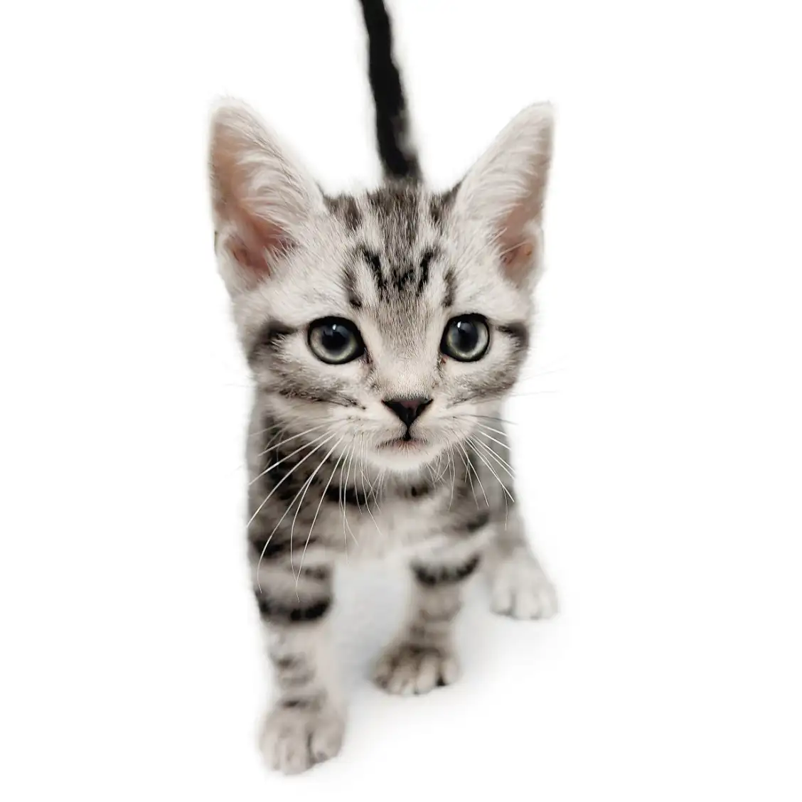 アメリカンショートヘア