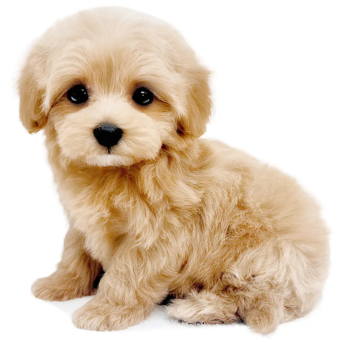 MIX（マルチーズ×トイプードル）