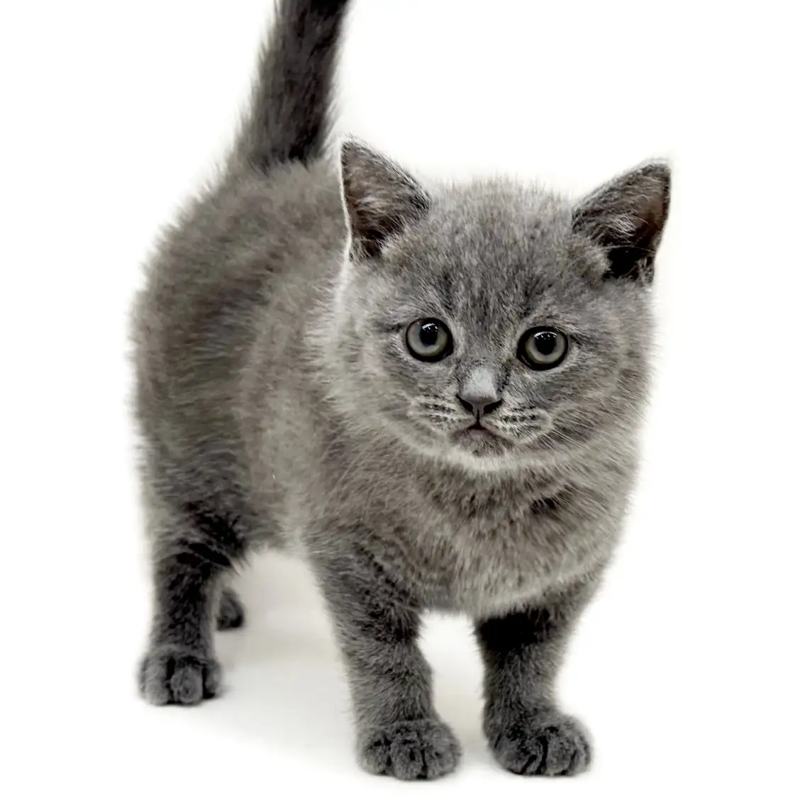 ブリティッシュショートヘア