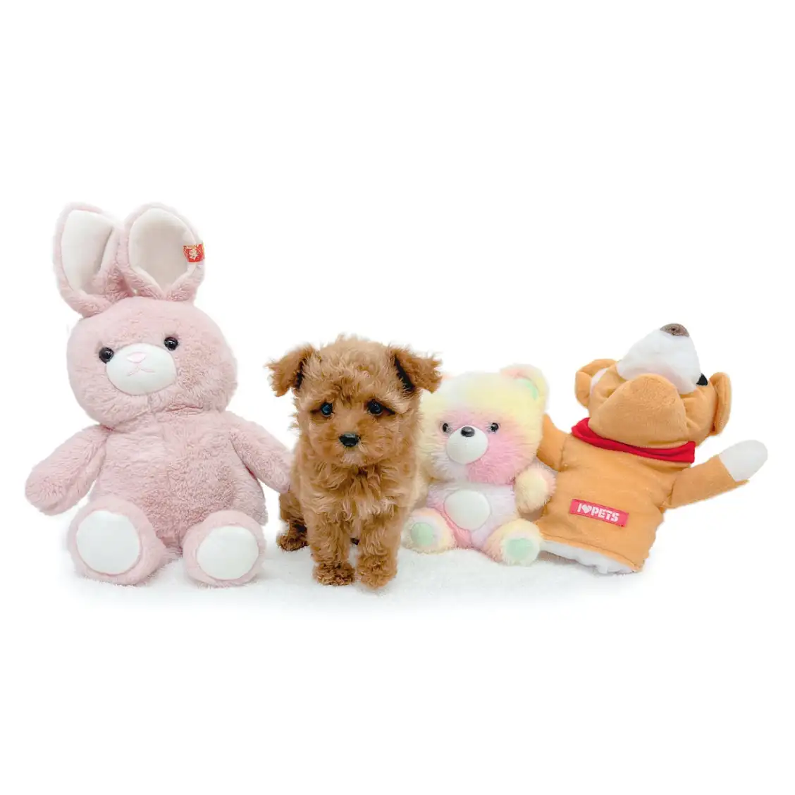 MIX(トイプードル×マルチーズ)