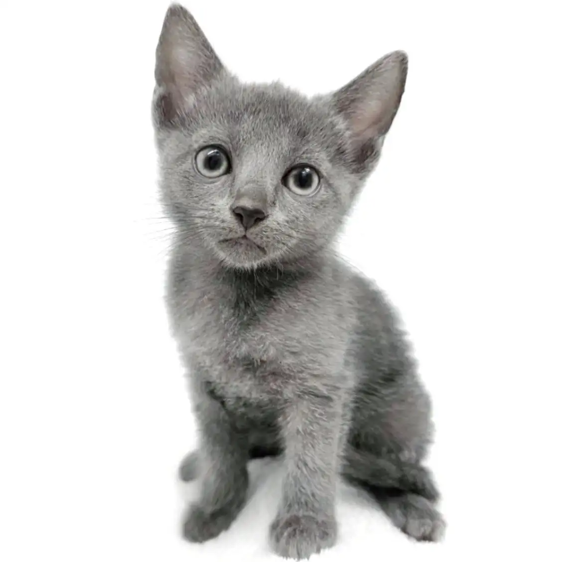 ロシアンブルー