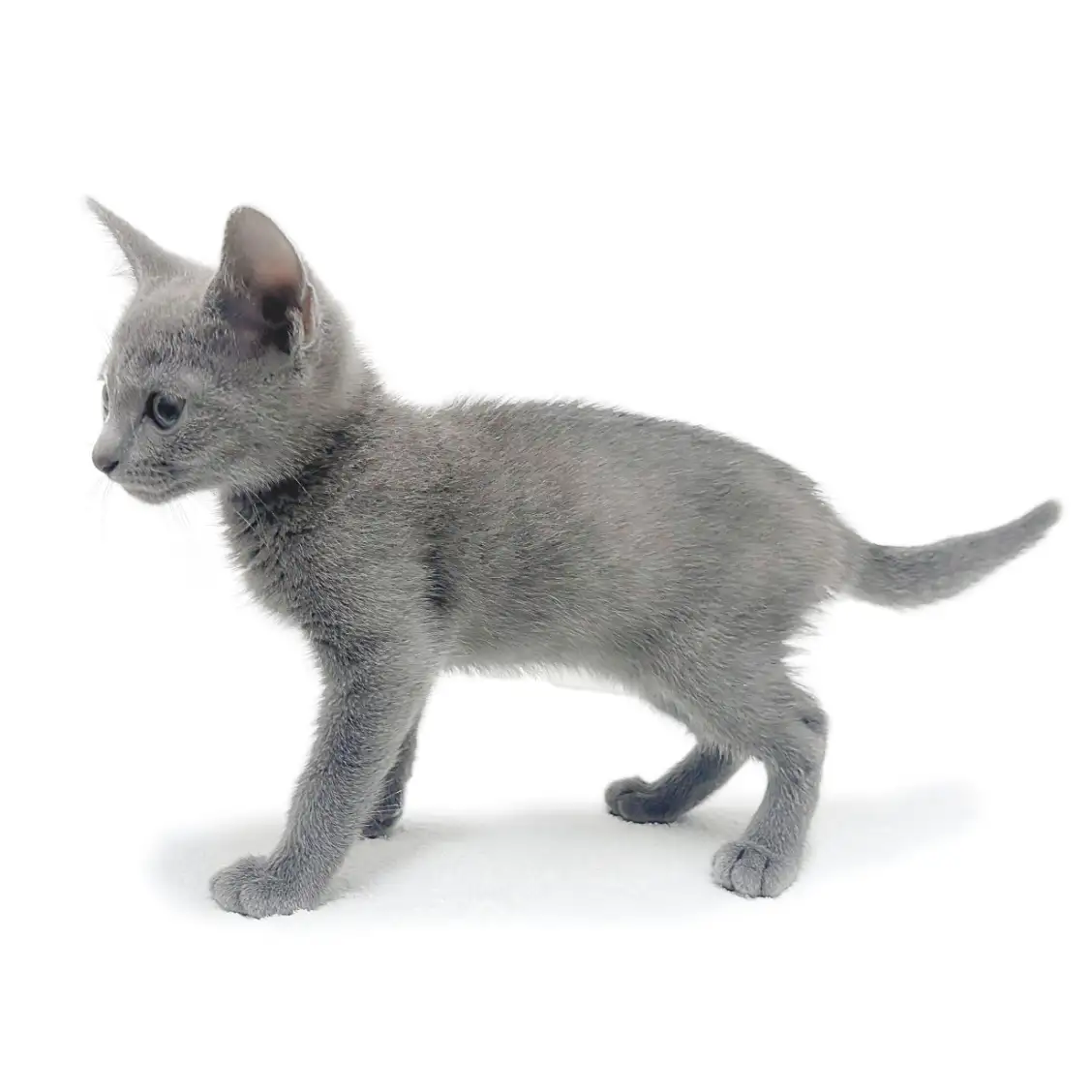 ロシアンブルー