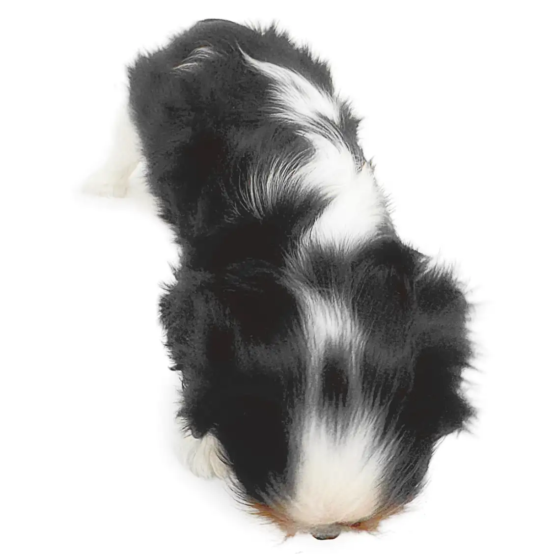 キャバリア・キングチャールズ・スパニエル