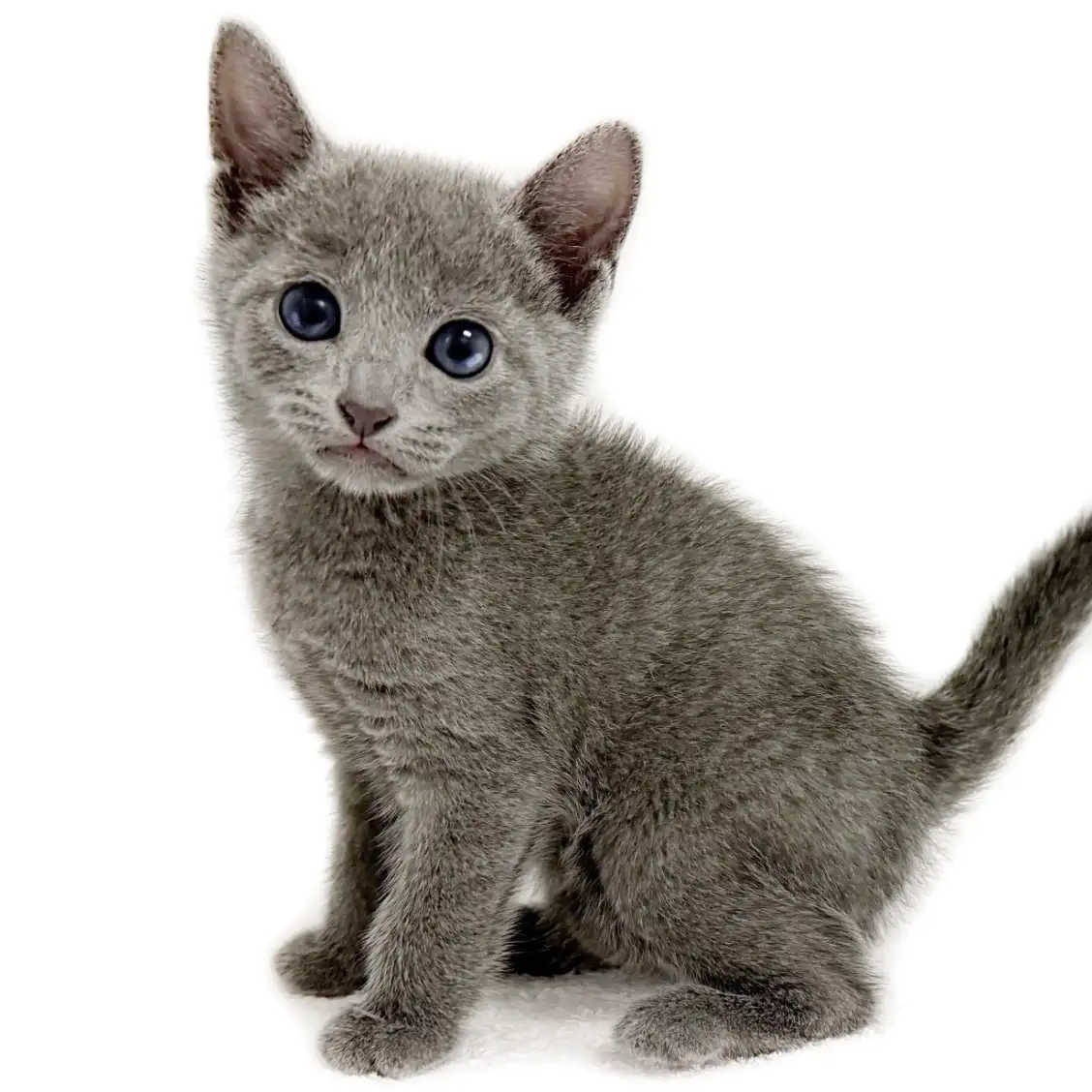 ロシアンブルー