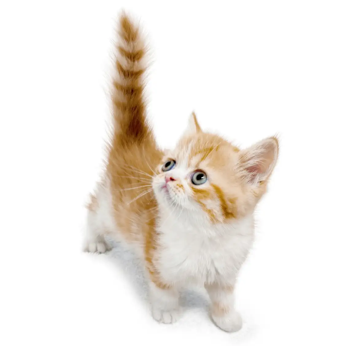 フォールデックス