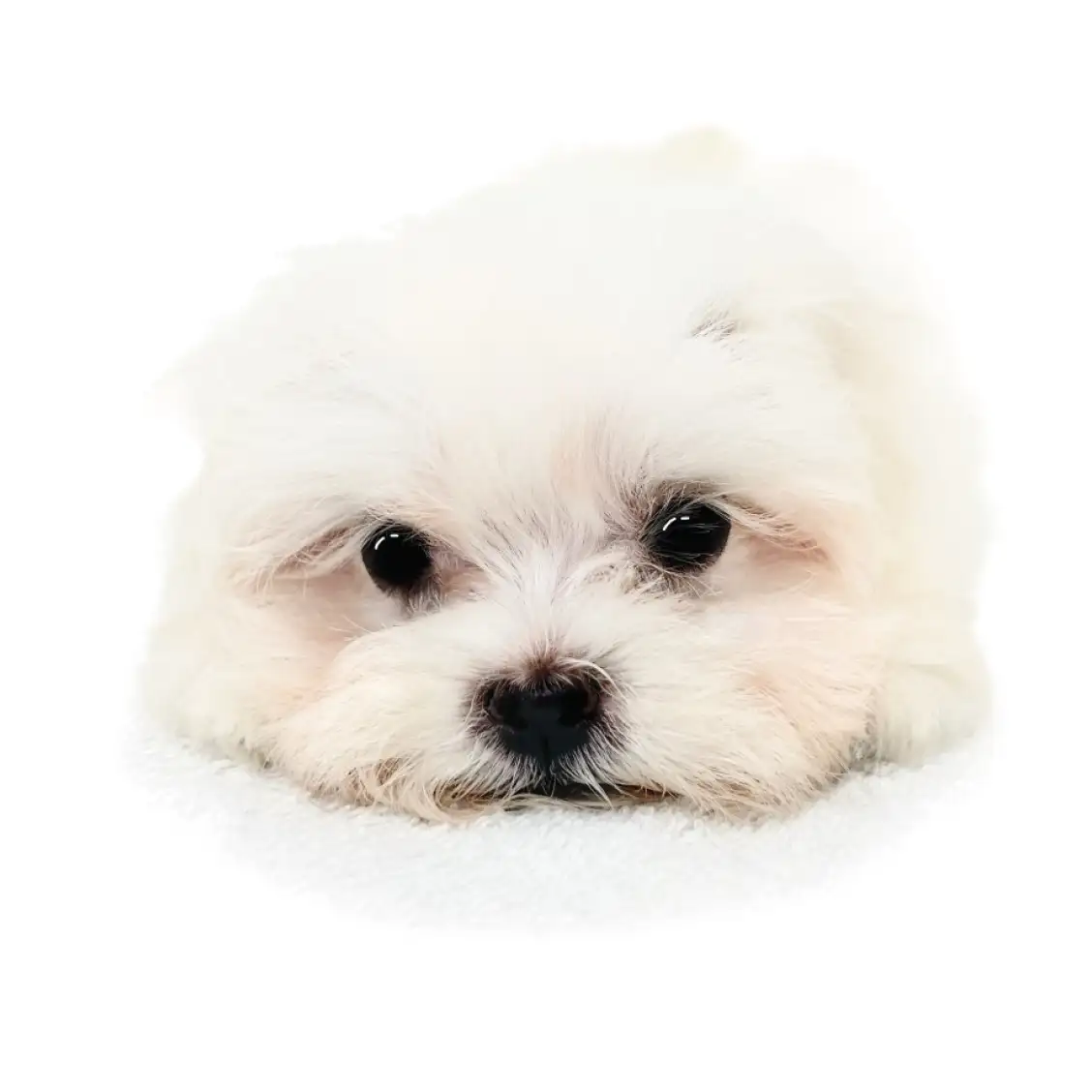 MIX（チワワ×マルチーズ）