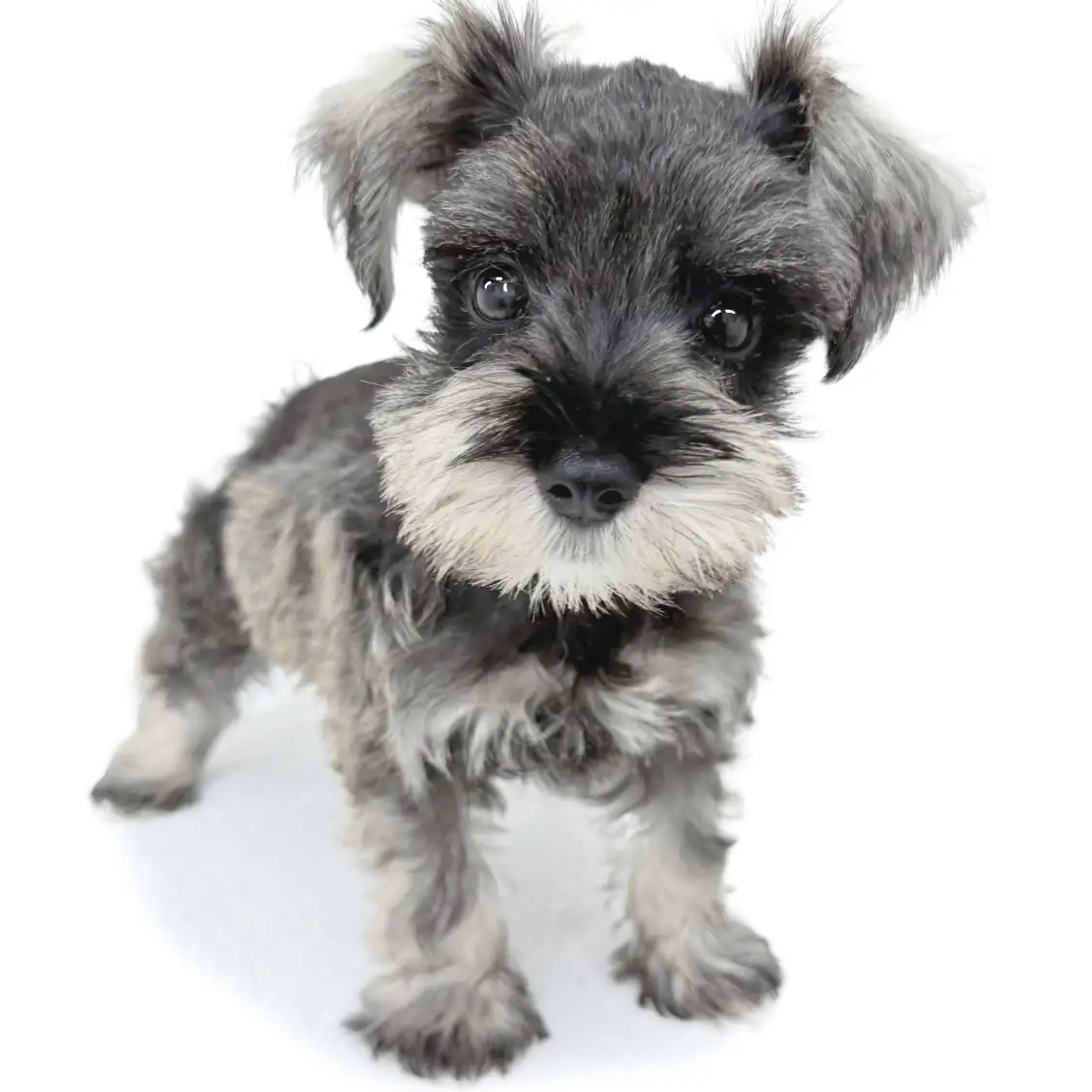 ミニチュア・シュナウザー