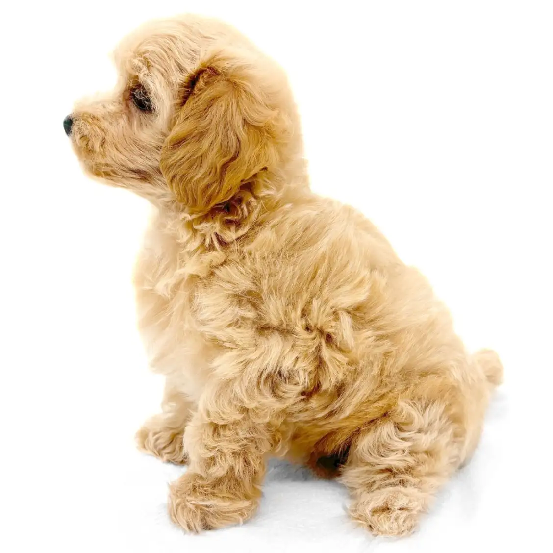 MIX（トイプードル×マルチーズ）