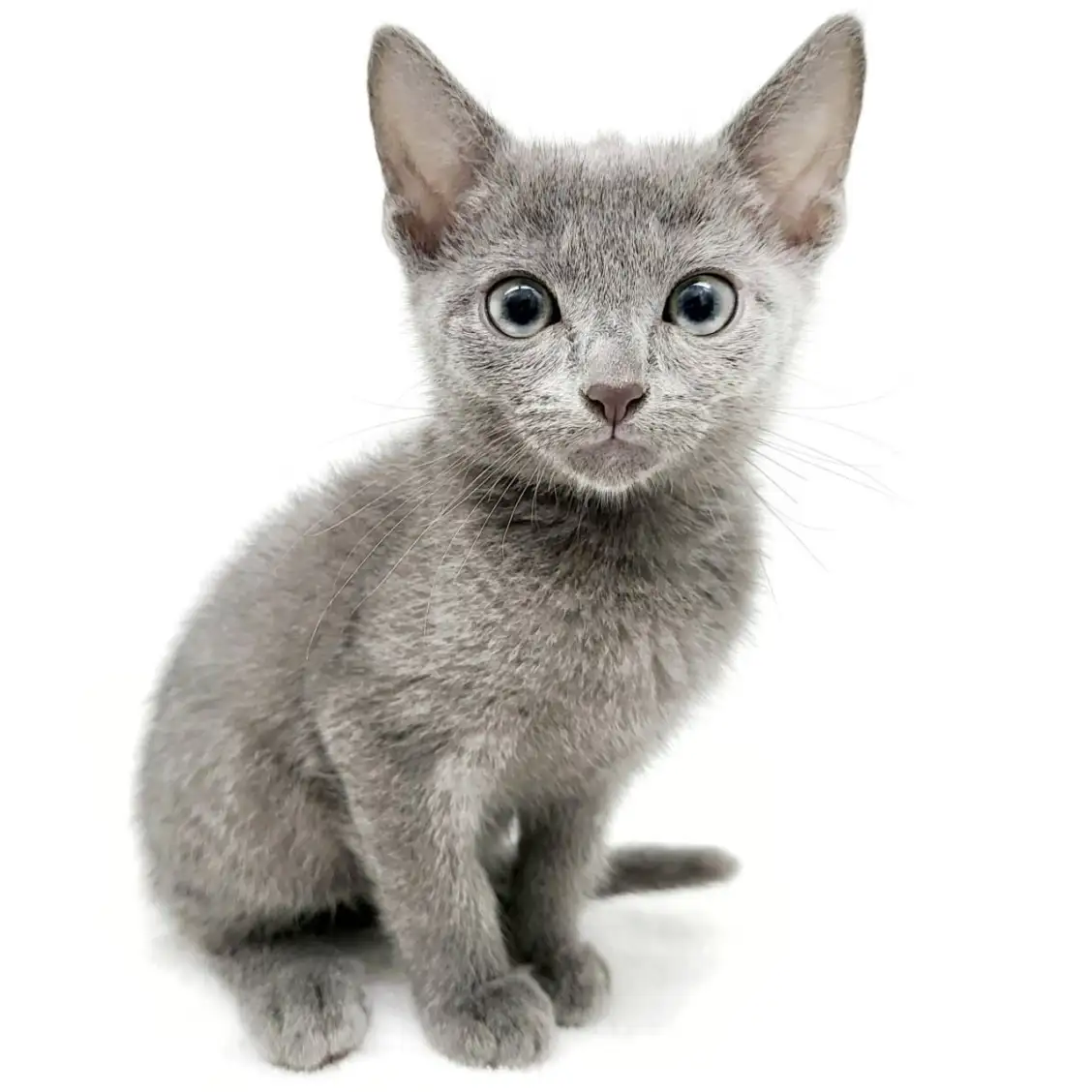 ロシアンブルー