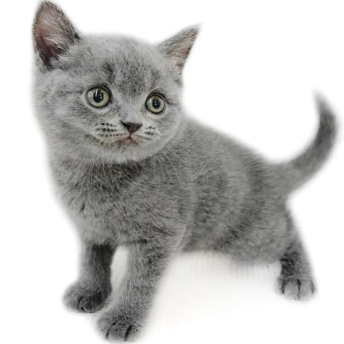 ブリティッシュショートヘア