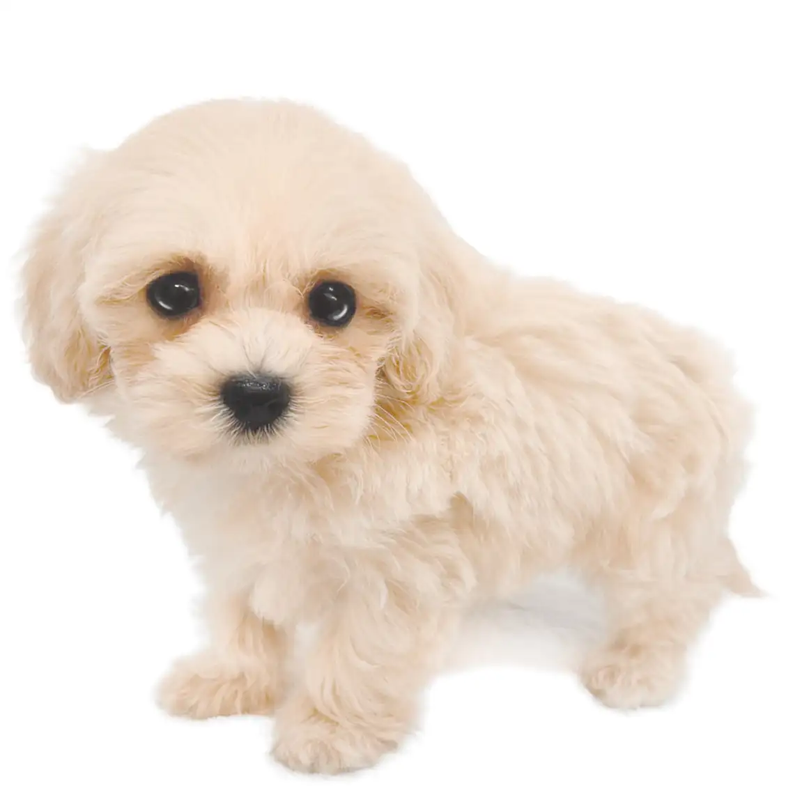 MIX（マルチーズ×トイプードル）