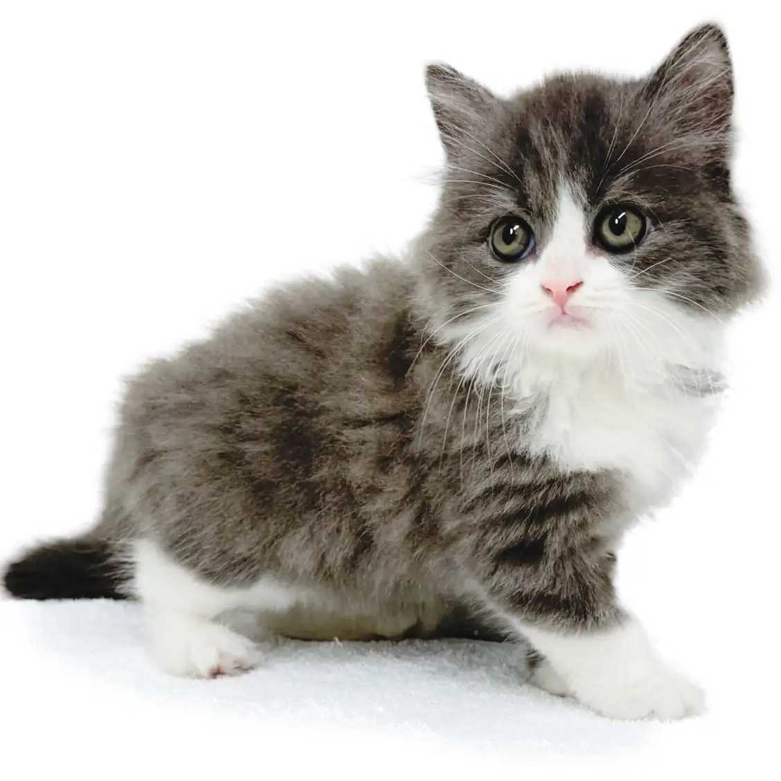 ブリティッシュロングヘア