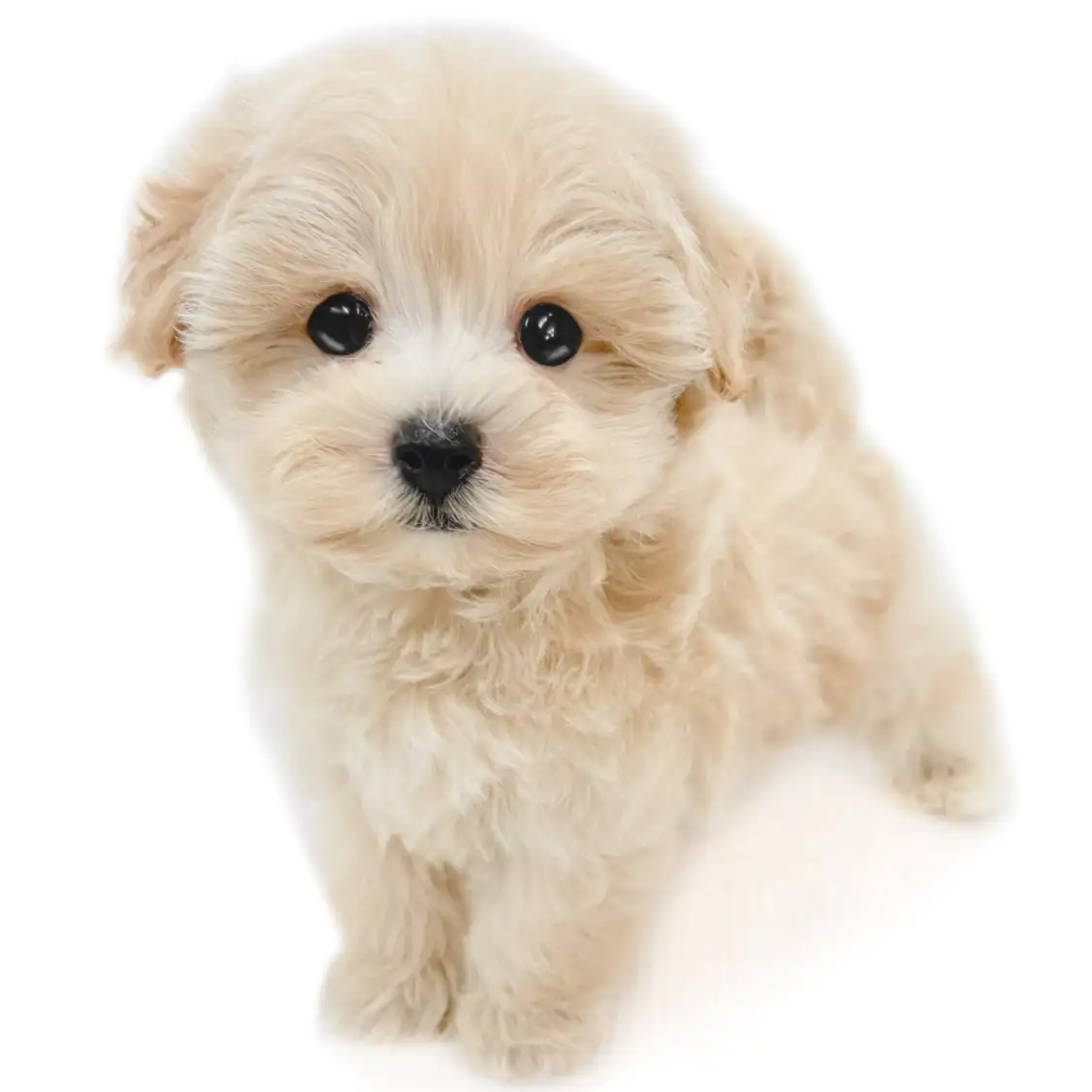 MIX（マルチーズ×トイプードル）