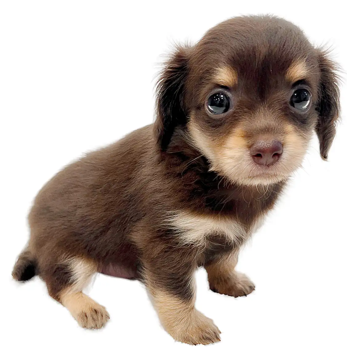 MIX（チワワ×ミニチュアダックスフント）