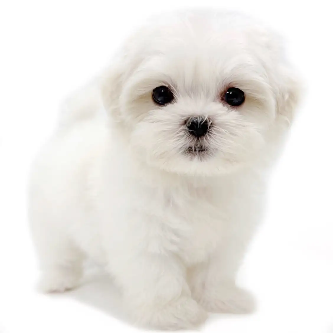 MIX(マルチーズ×シーズー)