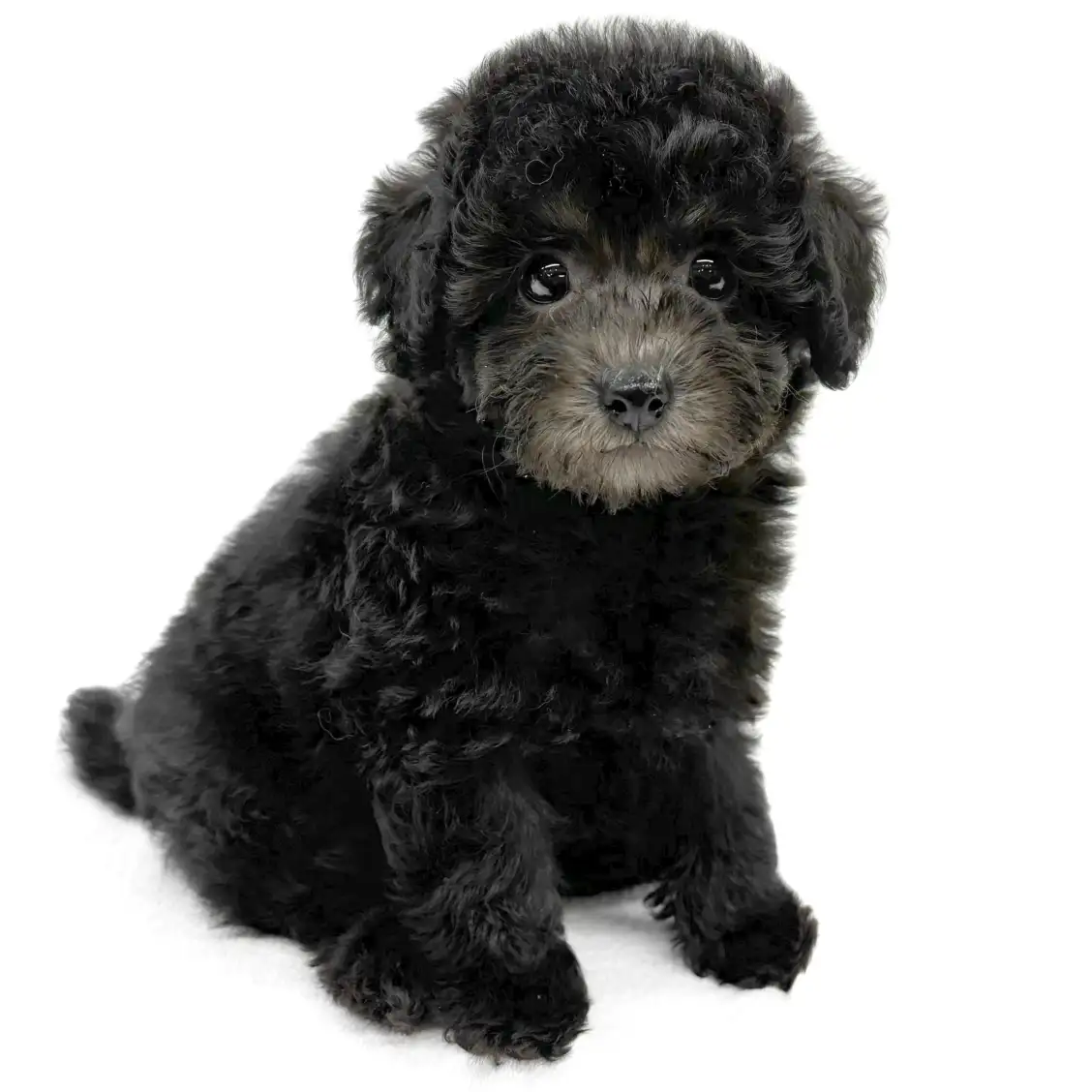 トイ・プードル