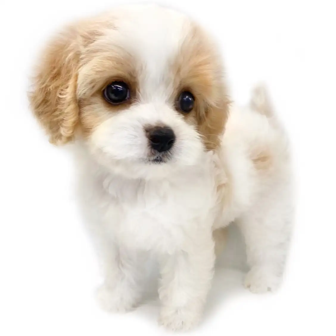 MIX（キャバリアキングチャールズスパニエル×ビションフリーゼ）