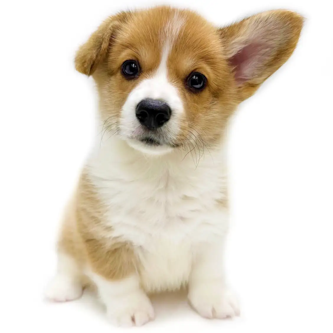 ウェルシュコーギーペンブローク