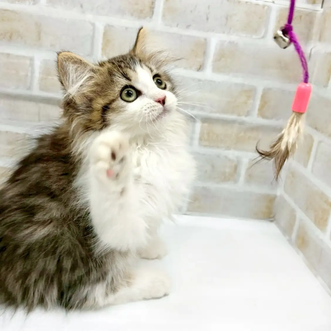 ノルウェージャンフォレストキャット