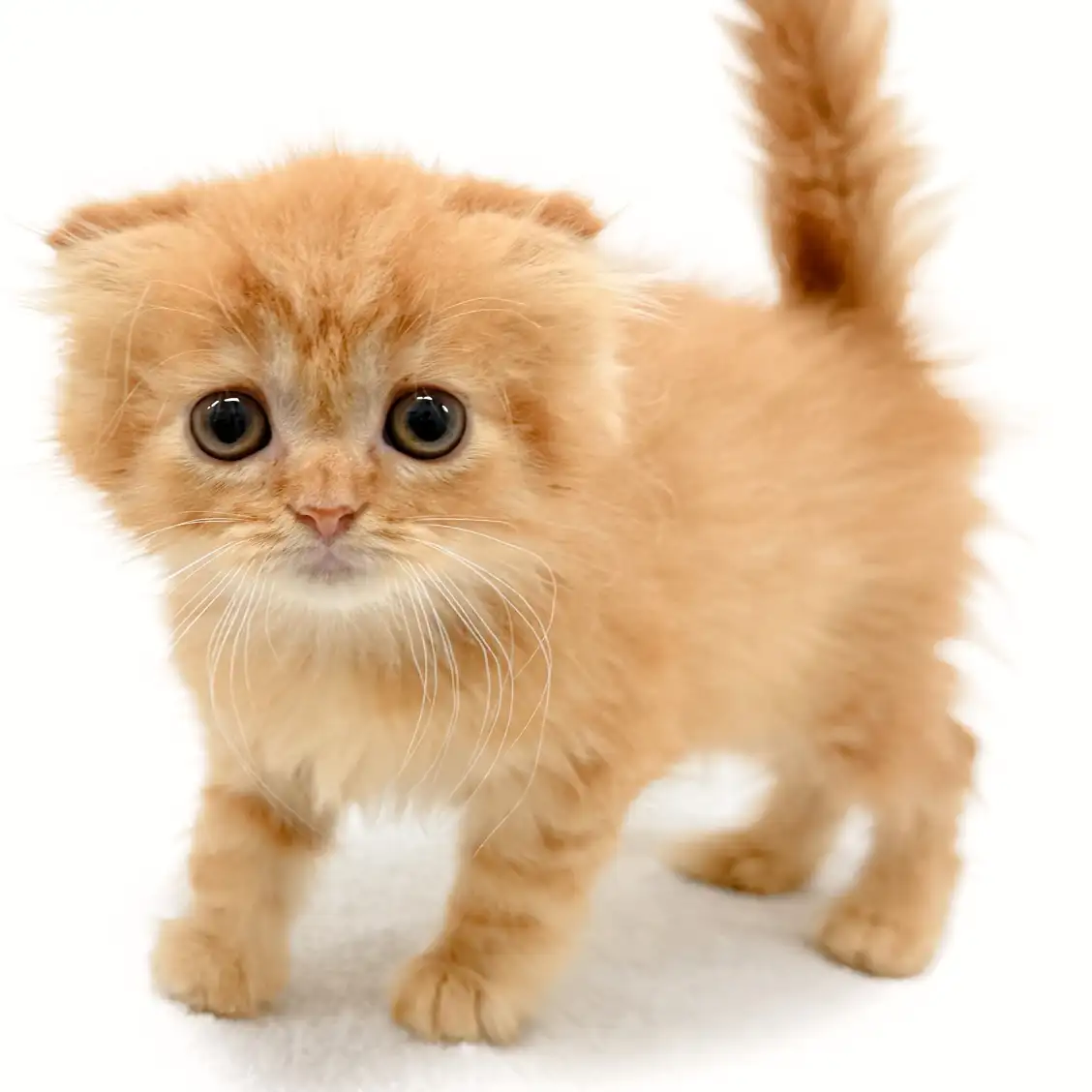 スコティッシュフォールド