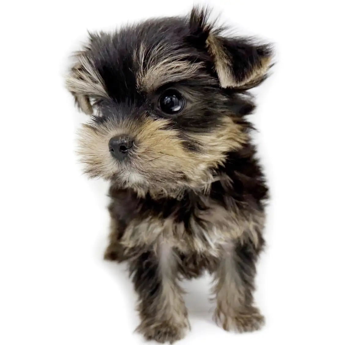 ヨークシャーテリア