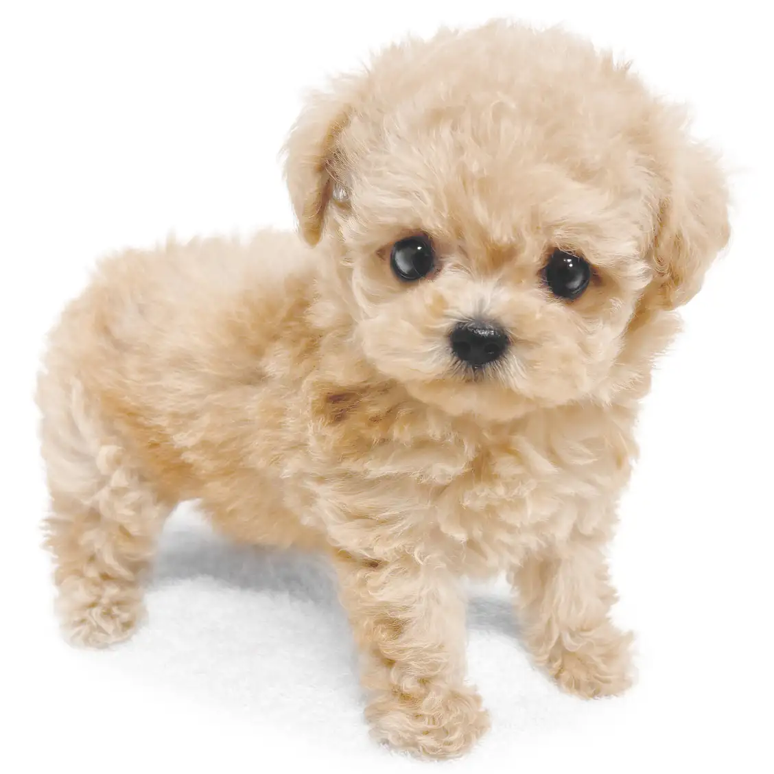 MIX（チワワ×トイプードル）