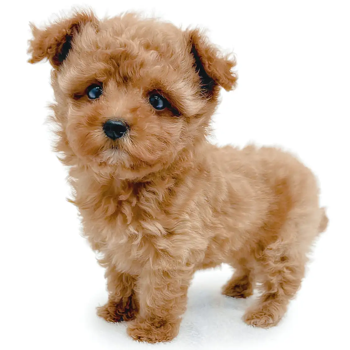 MIX(トイプードル×マルチーズ)