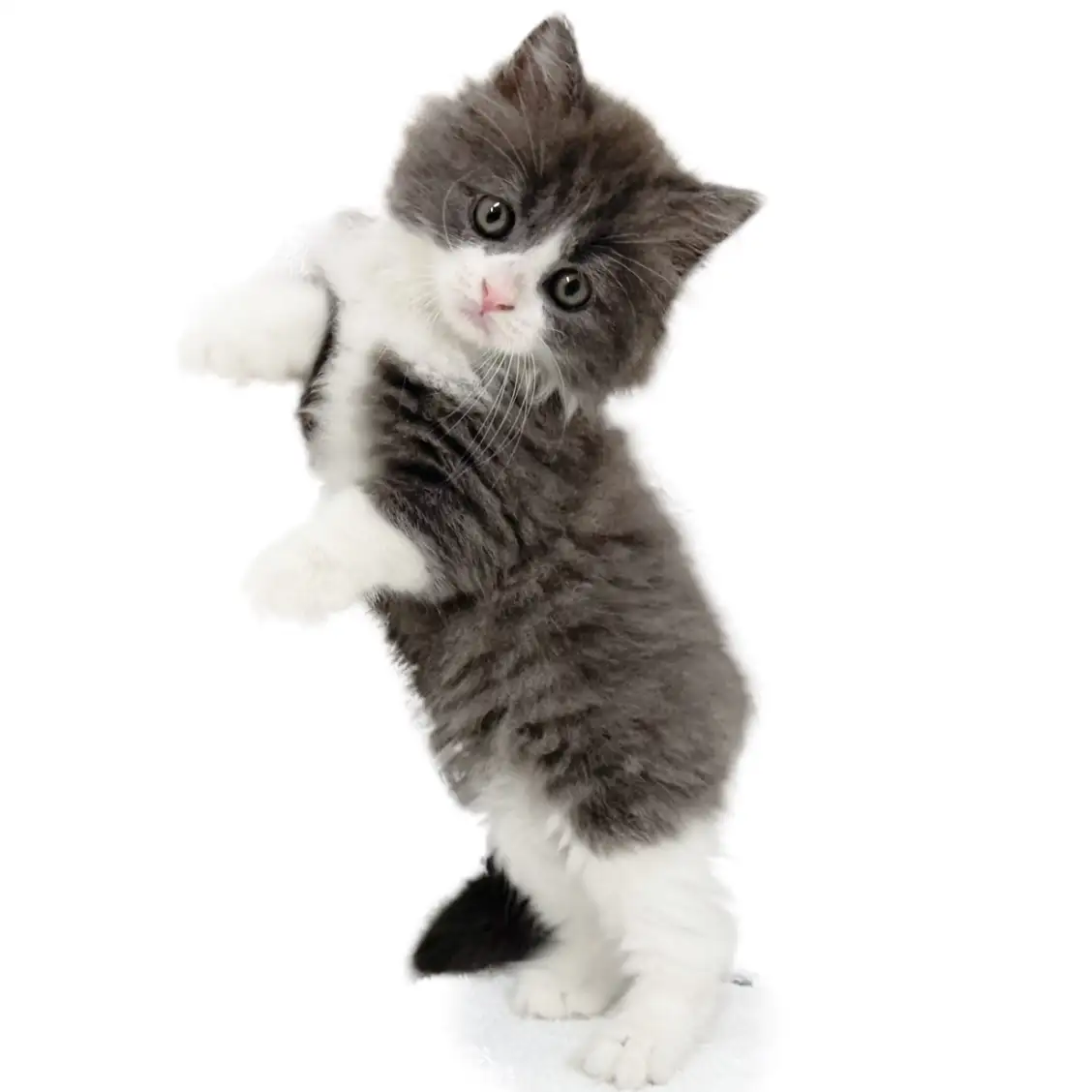 ブリティッシュロングヘア