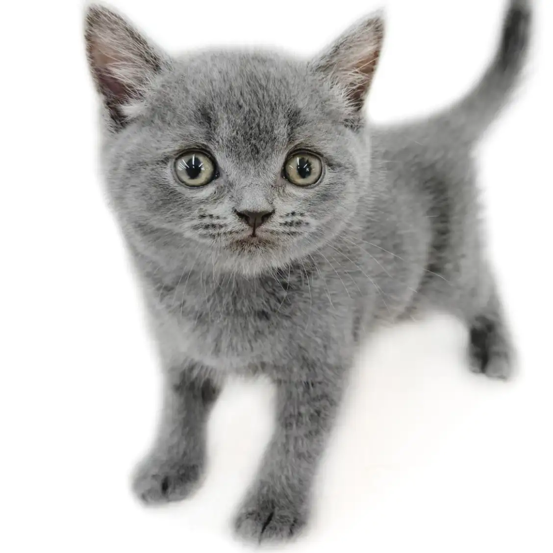 ブリティッシュショートヘア