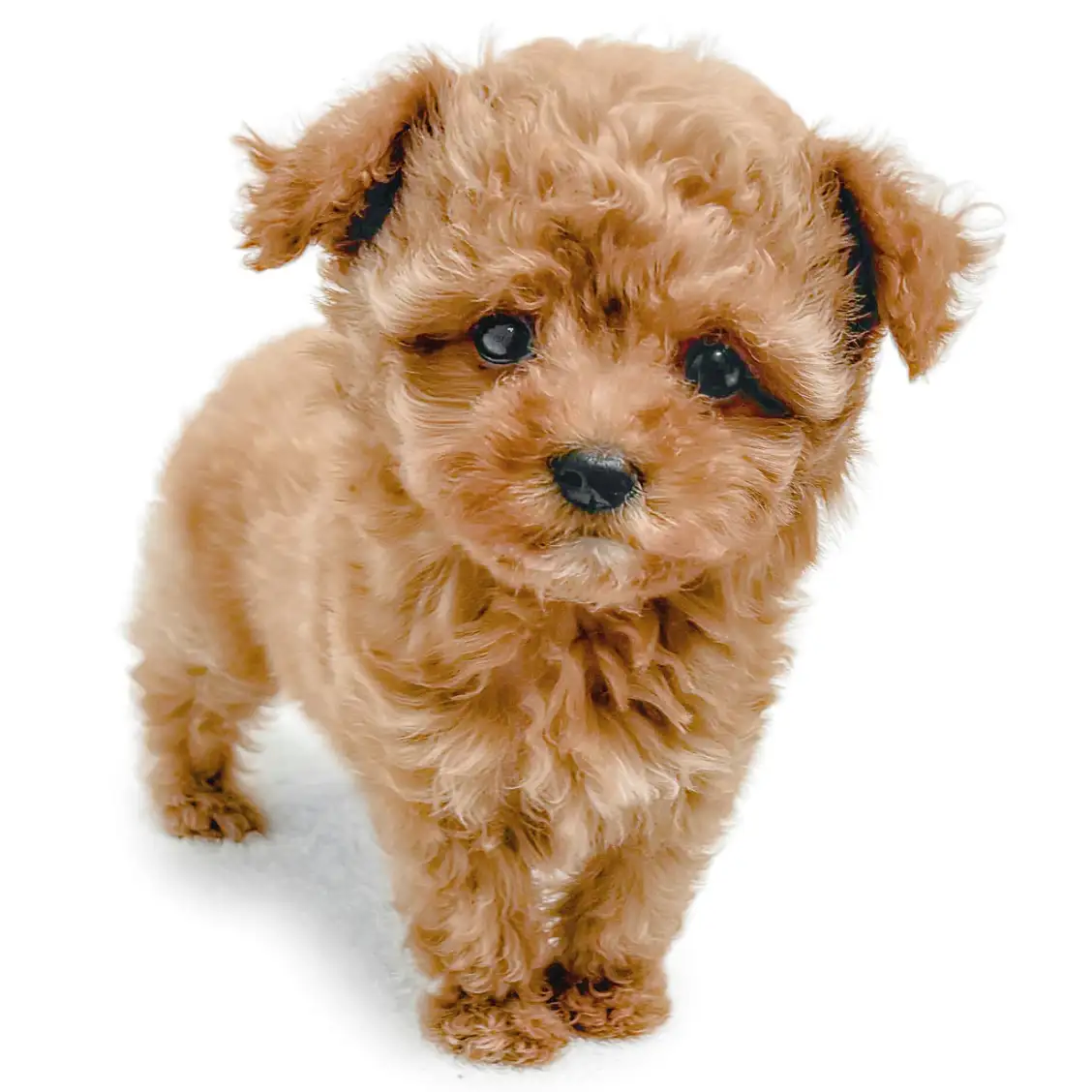 MIX(トイプードル×マルチーズ)