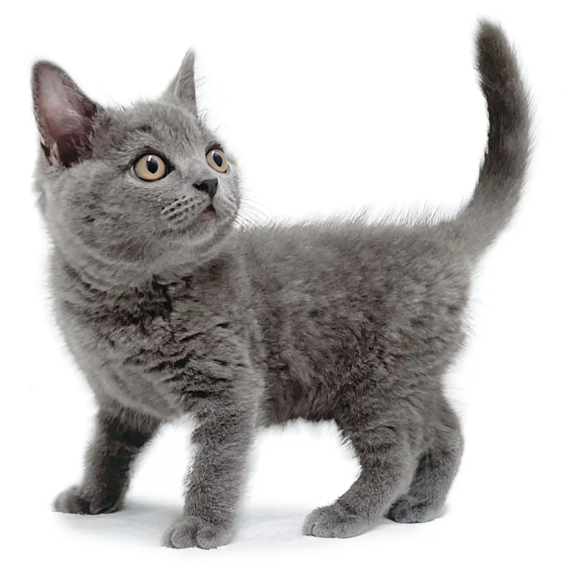 ブリティッシュショートヘア