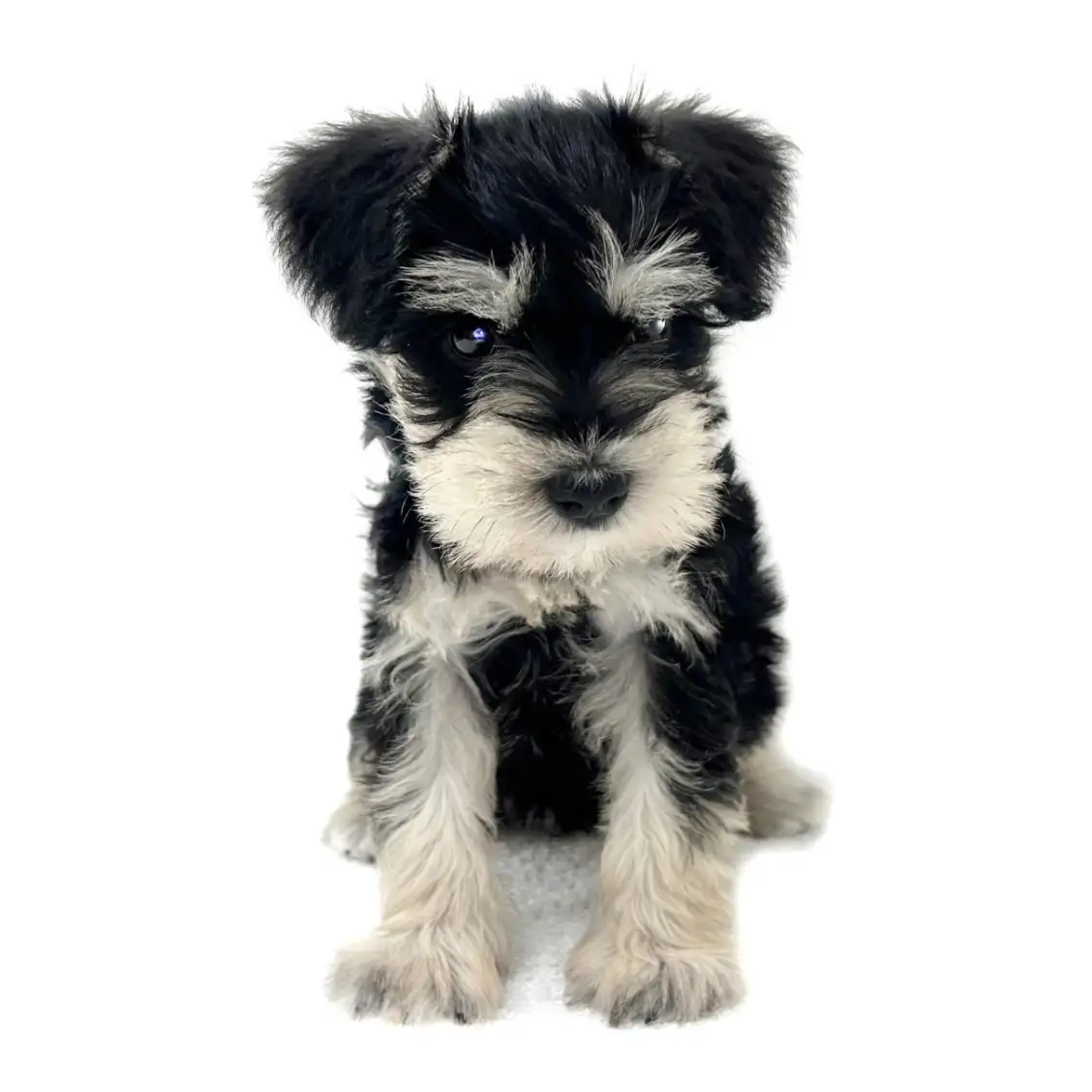 ミニチュア・シュナウザー