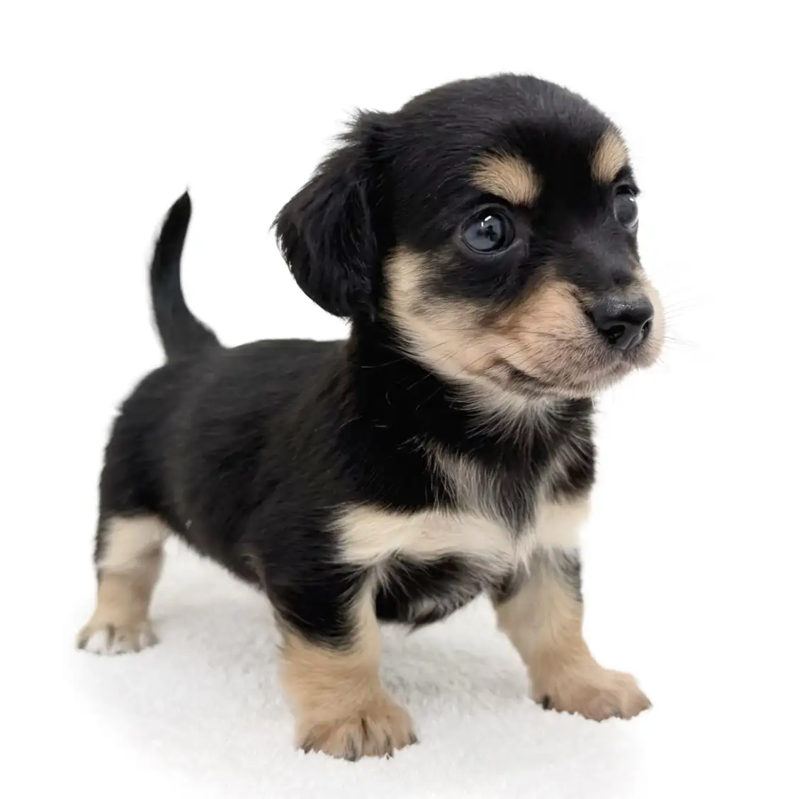 MIX(チワワ×ミニチュアダックスフント)