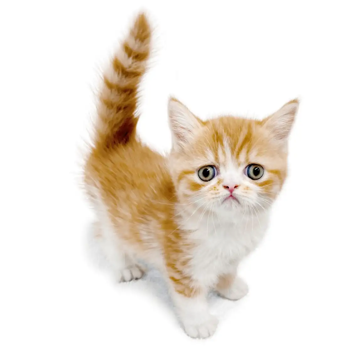 フォールデックス