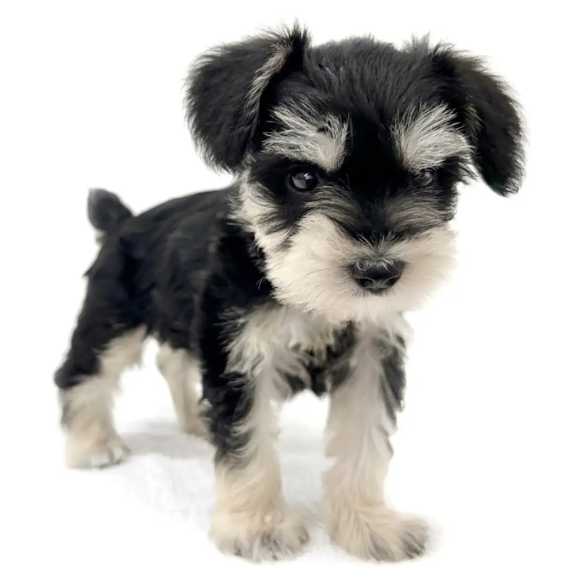 ミニチュア・シュナウザー