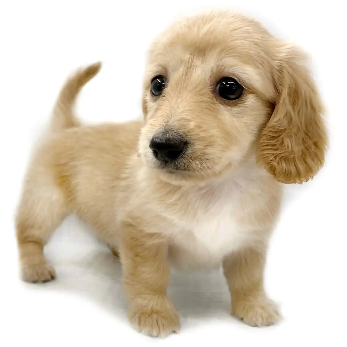 カニンヘン・ダックスフント