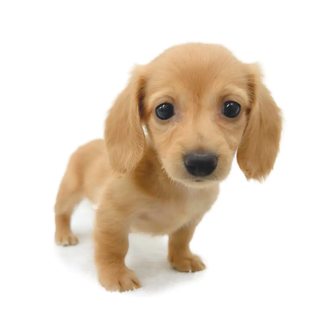 ミニチュア・ダックスフント