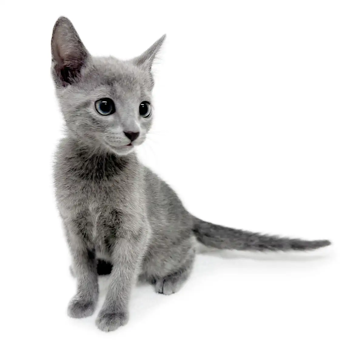 ロシアンブルー