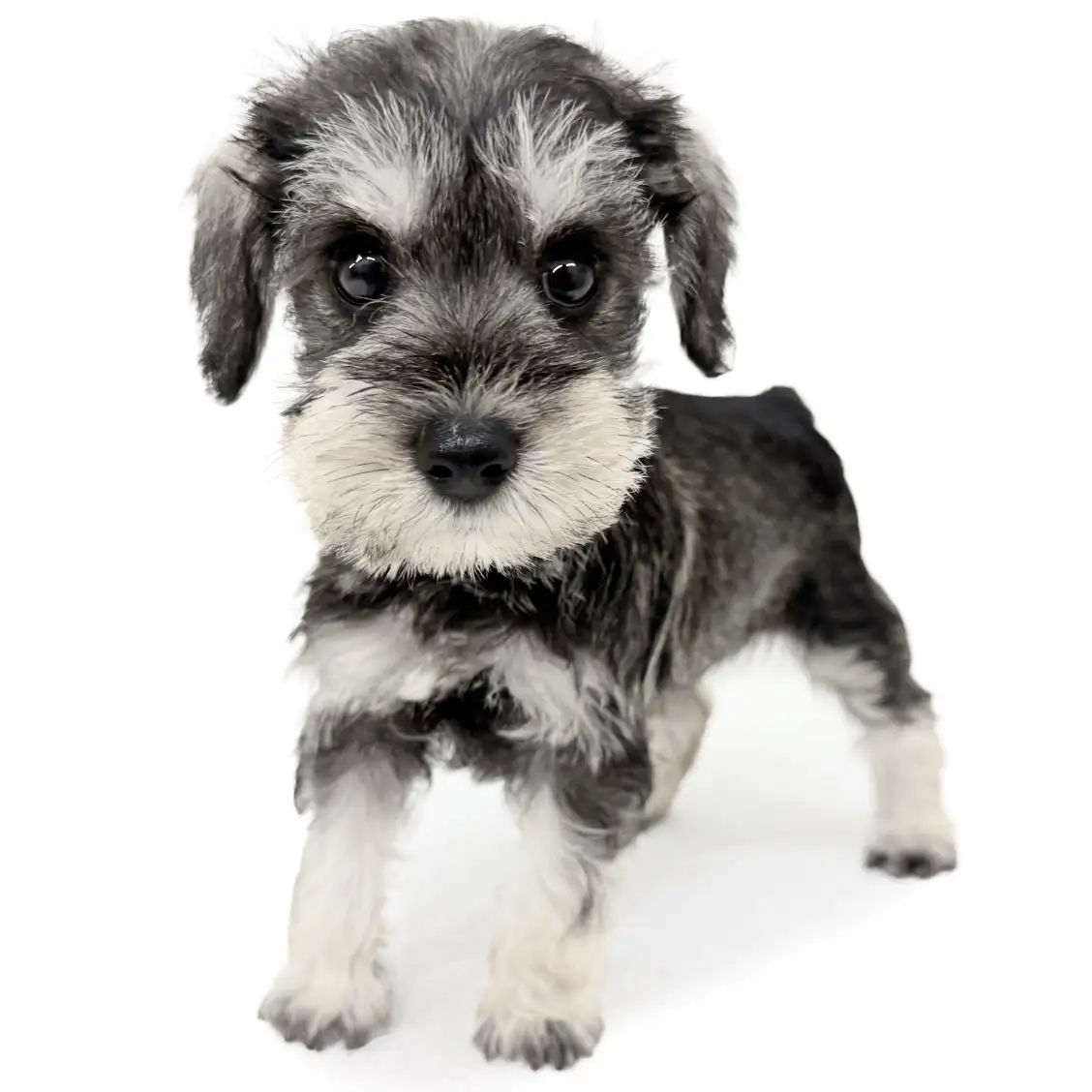 ミニチュア・シュナウザー