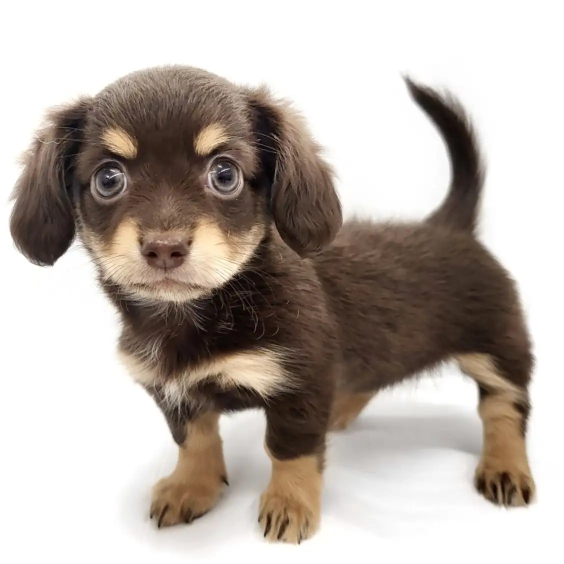 MIX(チワワ×ミニチュアダックスフント)