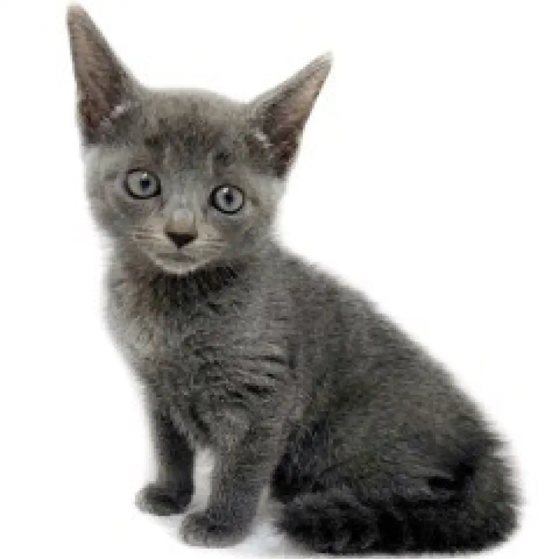 ロシアンブルー