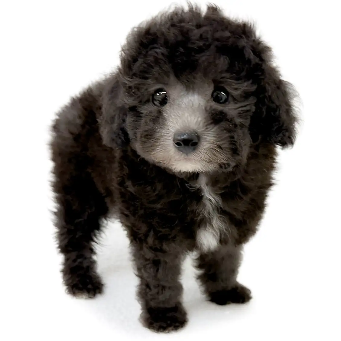 トイ・プードル